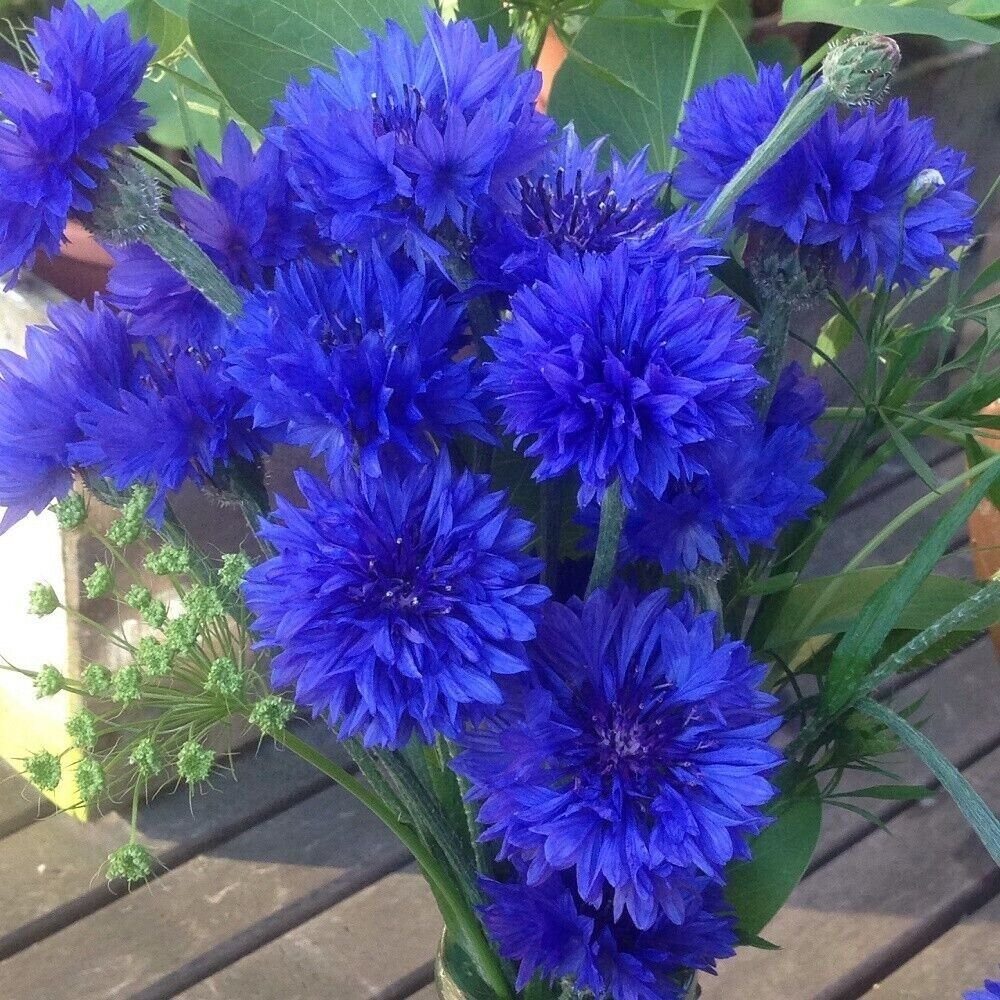 Cornflower ‘Blue Boy’ 6 x Plug Plants