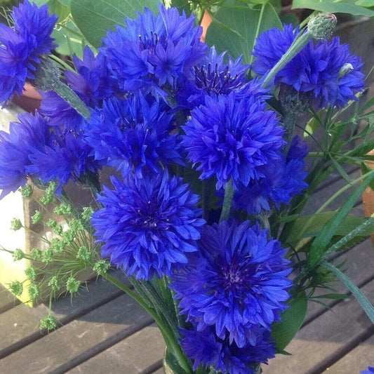 Cornflower ‘Blue Boy’ 6 x Plug Plants