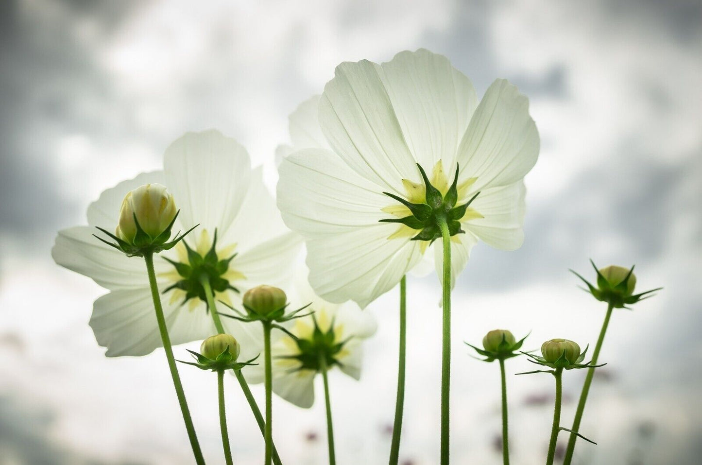 Cosmos Purity Flower