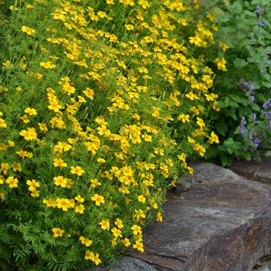Tagetes 'Lemon Gem' 6 x Plug Plants - Yellow flowers with lemon fragrance