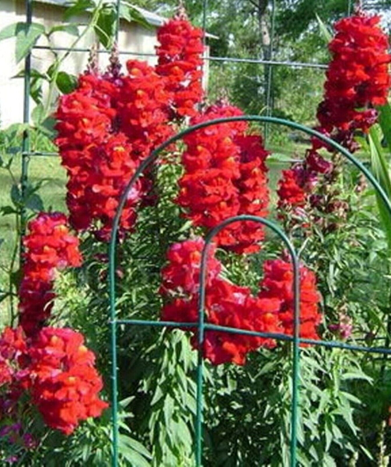 Snapdragon Tall Ruby Red 6 x Plug Plants - Beautiful deep red