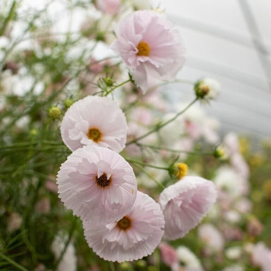 Cosmos Cupcake Blush Flower