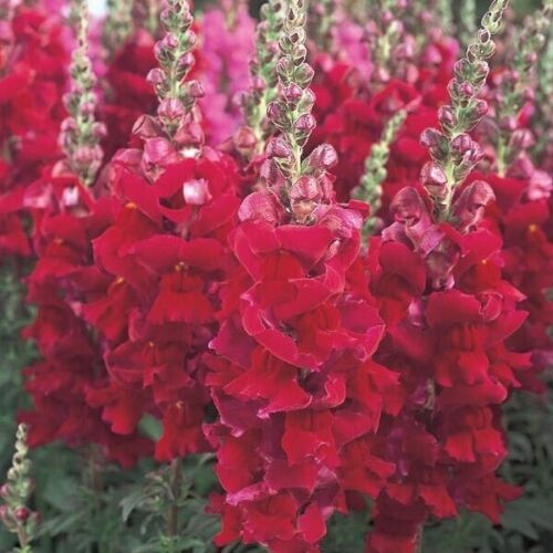 Snapdragon Tall Ruby Red 6 x Plug Plants - Beautiful deep red