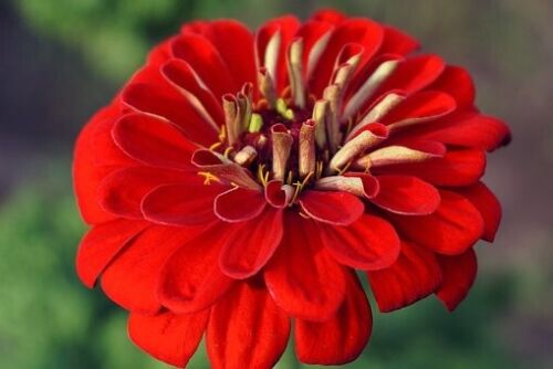 Zinnia Scarlet Flame 8 x Plug Plants - Beautiful shade of Red