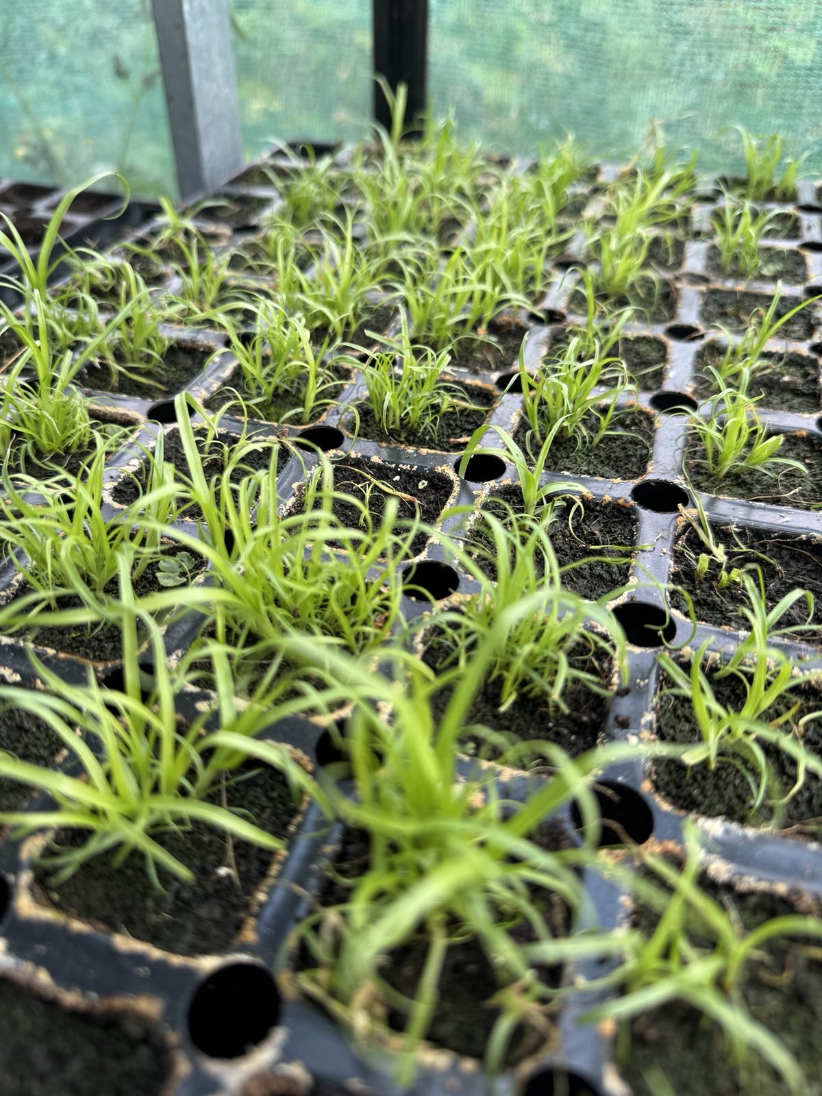 Umbrella Plant 'Cyperus alternifolius' 2 x Plug Plants - Several Plants In Each Plug