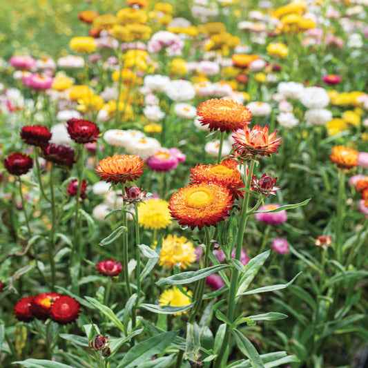 Strawflower Swiss Giant Mix ‘Helichrysum Bracteatum’ - 3 x Plug Plants