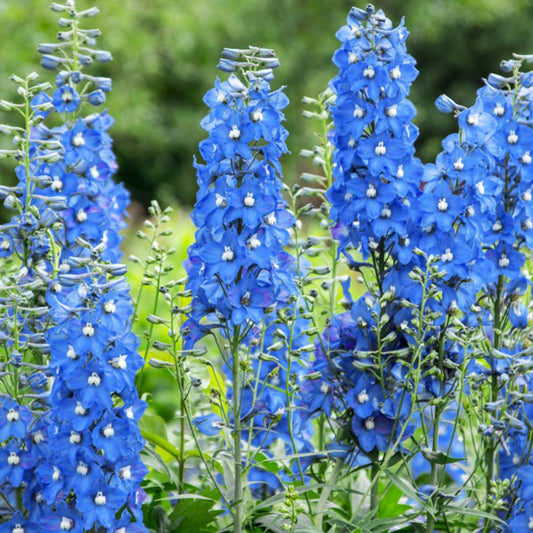 Delphinium Blue 'Summer Skies' 6 x Plug Plants