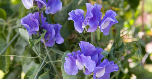 Sweet Pea 'Royal Family Lavender' 3 x Plug Plants