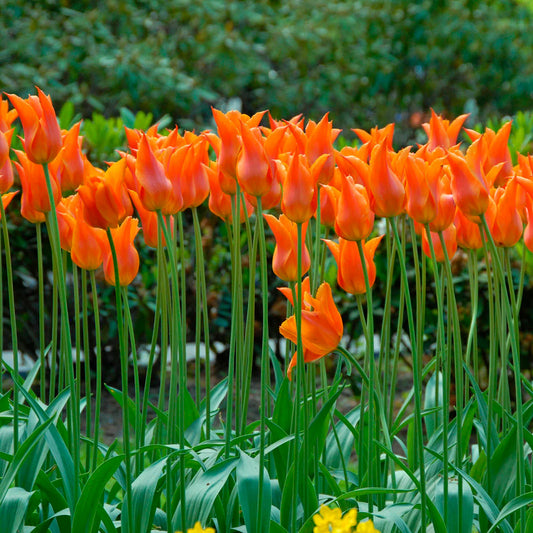 Tulip 'Ballerina' 10 x Bulbs - Spring Flowering Bulbs - Orange