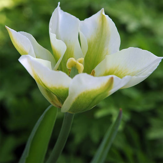 Tulip 'Viridiflora Formosa' 10 x Bulbs