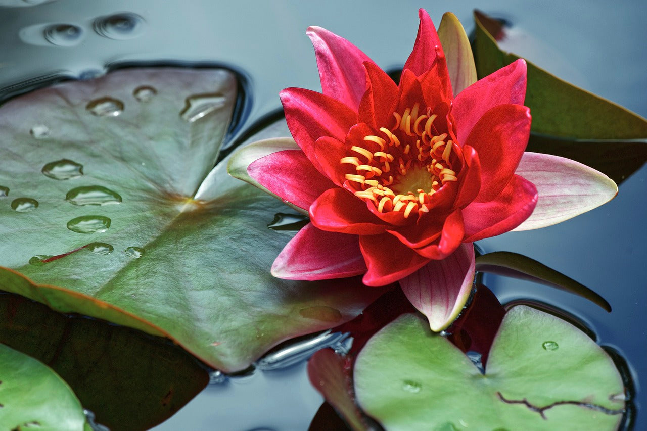 Tropical Water Lily Mixed x 2 Seedling