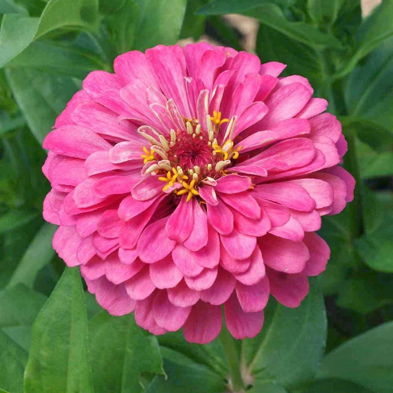 Zinnia Elegans 'Luminosa' 8 x Plug Plants